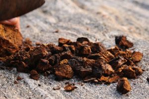 Ciekawostki – grzyb Chaga