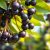 Aronia – zdrowotne właściwości, zastosowanie i przeciwwskazania